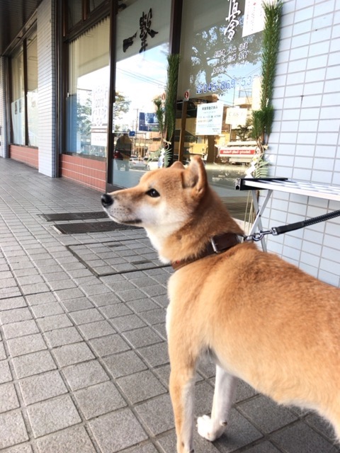 愛犬「こなつ」